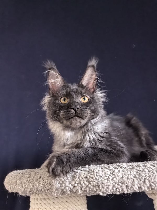 Fortuna Akbars - Kitten maine-coon 3 months 4 weeks