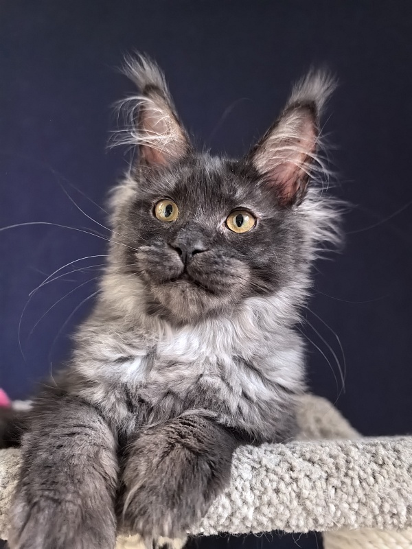 Fortuna Akbars - Kitten maine-coon 3 months 4 weeks