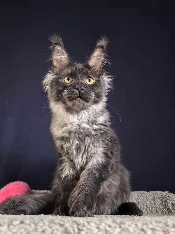 Fortuna Akbars - Kitten maine-coon 3 months 4 weeks