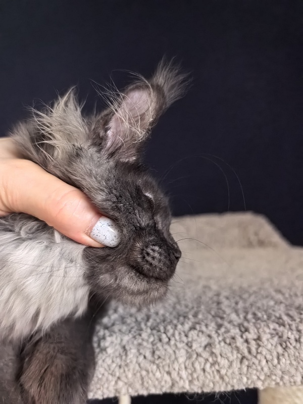 Fortuna Akbars - Kitten maine-coon 3 months 4 weeks
