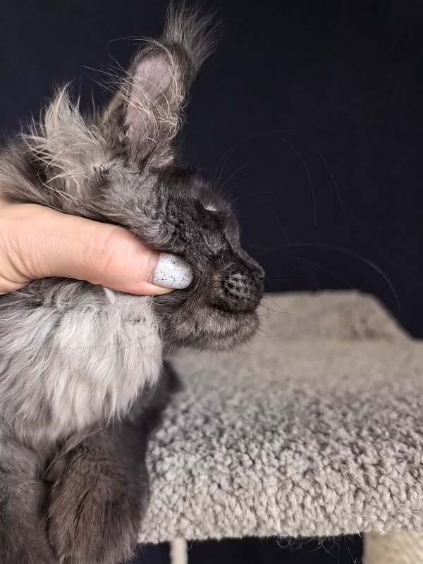 Fortuna Akbars - Kitten maine-coon 3 months 4 weeks