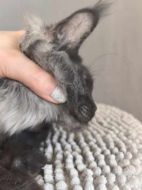 Fortuna Akbars - Kitten maine-coon 4.5 months