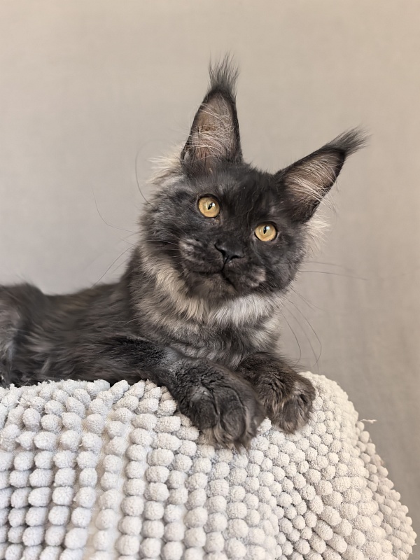 Fortuna Akbars - Kitten maine-coon 4.5 months