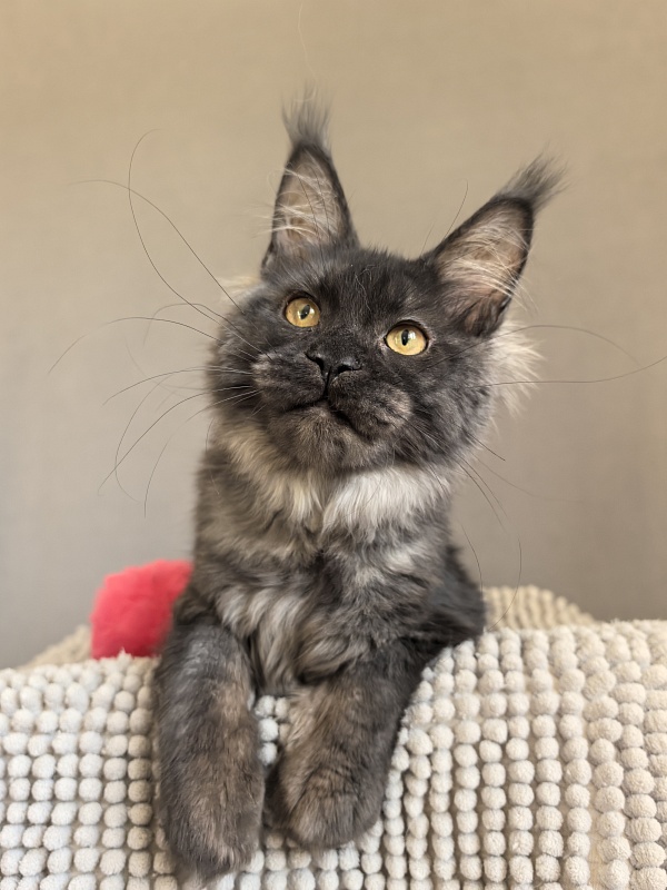 Fortuna Akbars - Kitten maine-coon 4.5 months