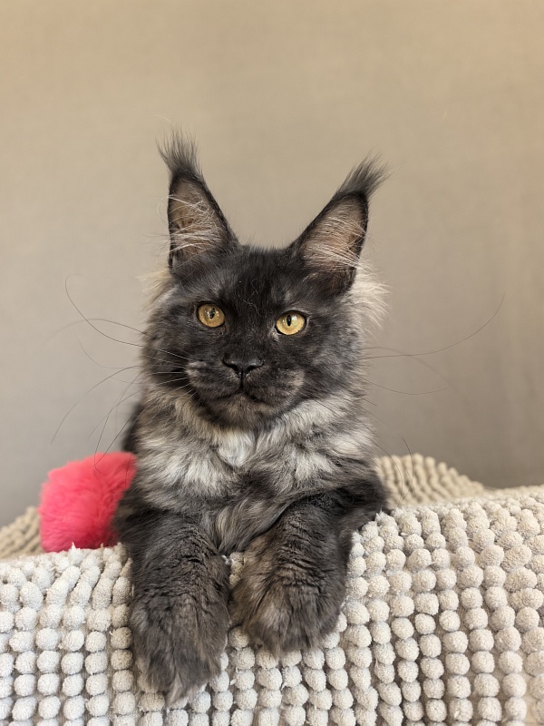 Fortuna Akbars - Kitten maine-coon 4.5 months