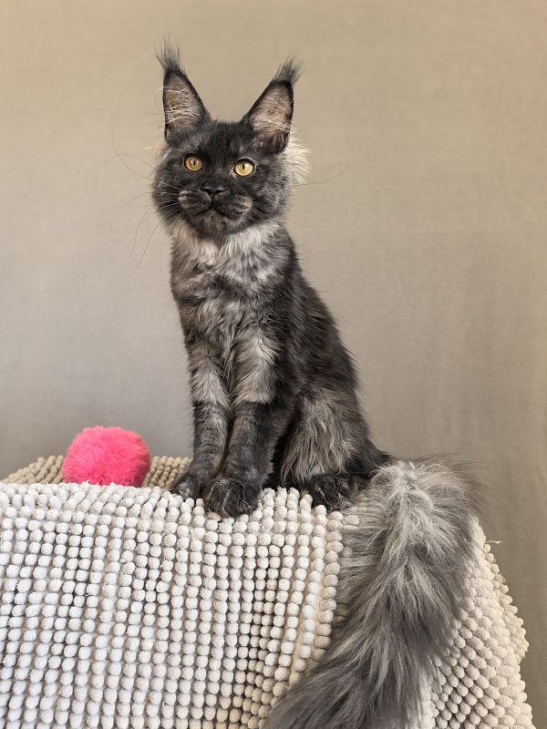Fortuna Akbars - Kitten maine-coon 4.5 months