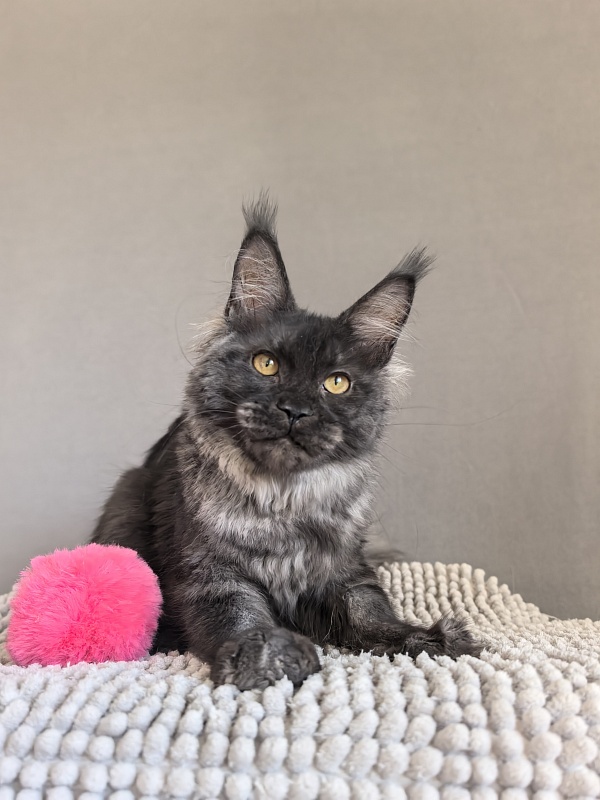 Fortuna Akbars - Kitten maine-coon 4.5 months