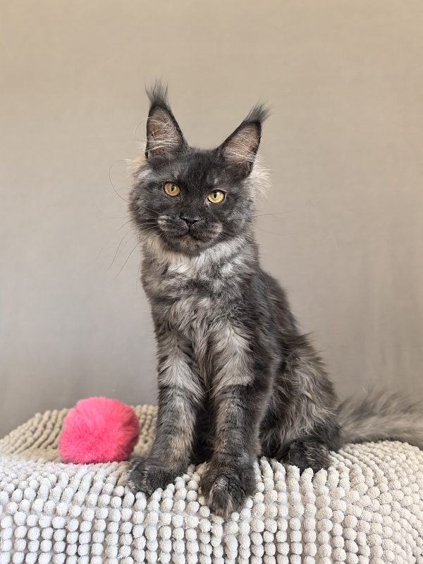 Fortuna Akbars - Kitten maine-coon 4.5 months