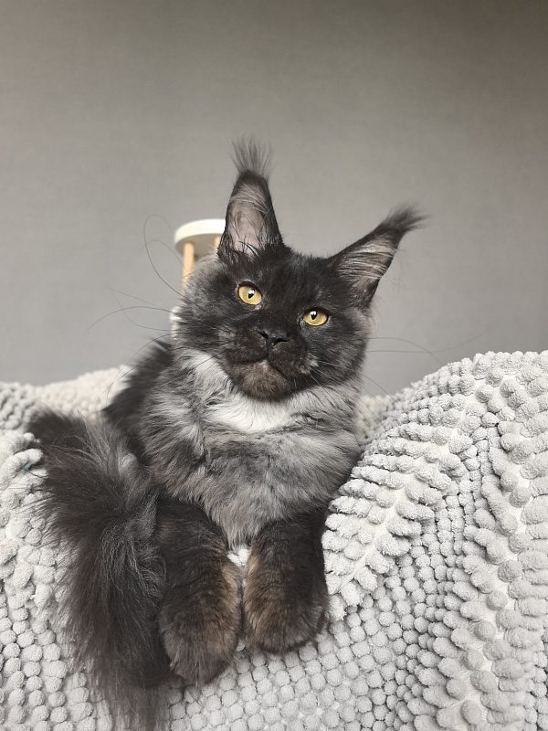 Fortuna Akbars - Kitten maine-coon 5 months
