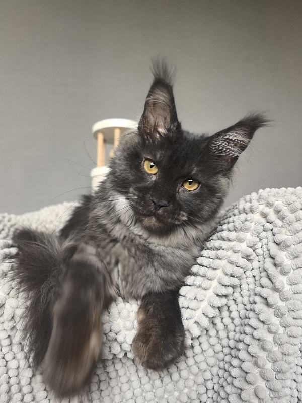 Fortuna Akbars - Kitten maine-coon 5 months