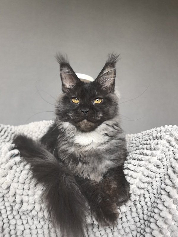 Fortuna Akbars - Kitten maine-coon 5 months