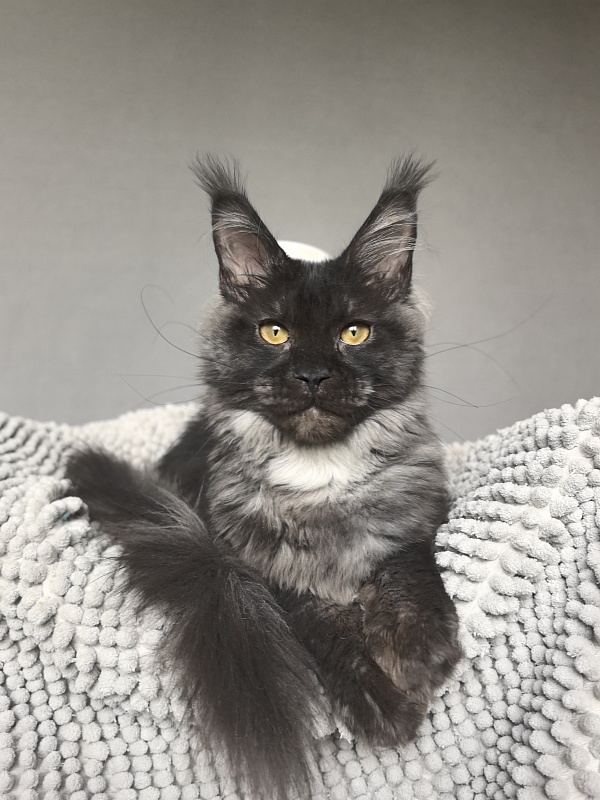 Fortuna Akbars - Kitten maine-coon 5 months