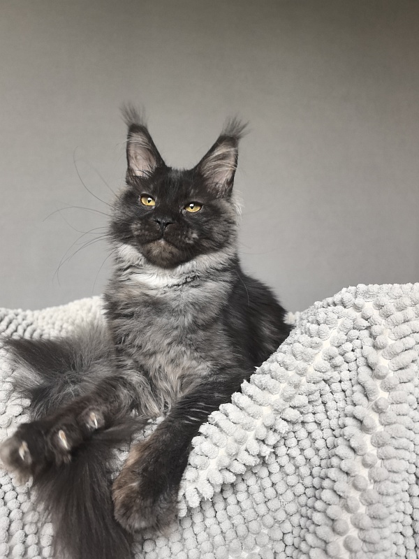 Fortuna Akbars - Kitten maine-coon 5 months