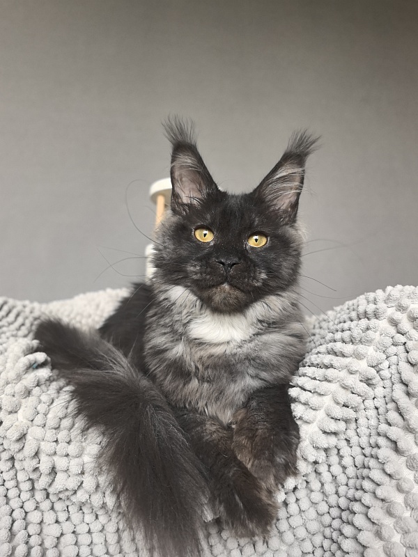 Fortuna Akbars - Kitten maine-coon 5 months