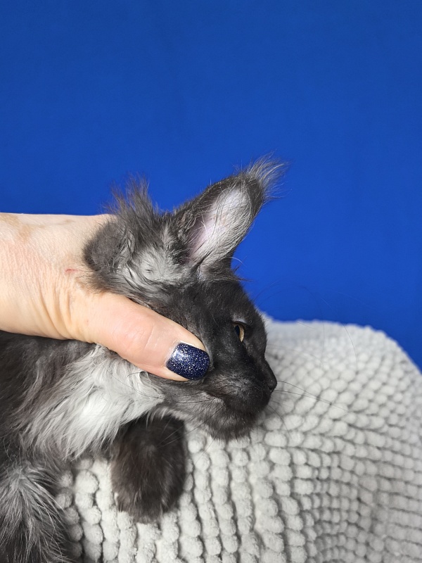 Fortuna Akbars - Kitten maine-coon 2 months 2 weeks
