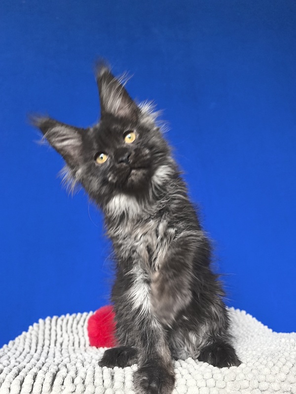 Fortuna Akbars - Kitten maine-coon 2 months 2 weeks