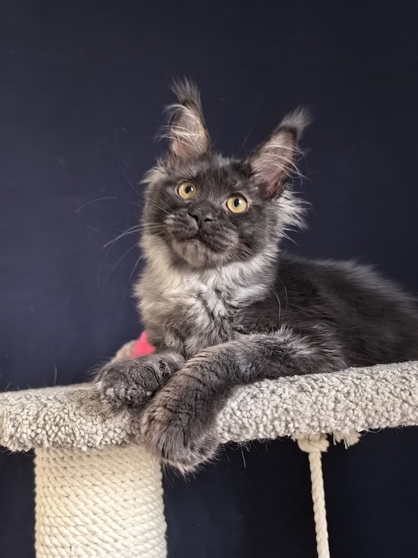 Fortuna Akbars - Kitten maine-coon 3 months 4 weeks