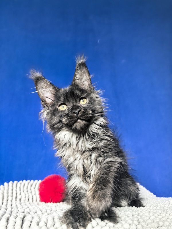 Fortuna Akbars - Kitten maine-coon 2 months 2 weeks