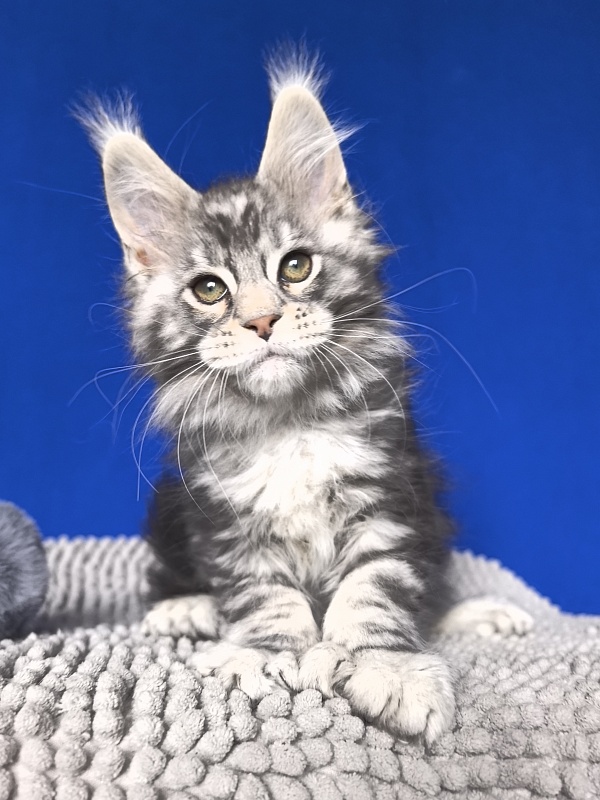 Voodoo  Akbars (Polydactyl) - Kitten maine-coon 2 months 1 week