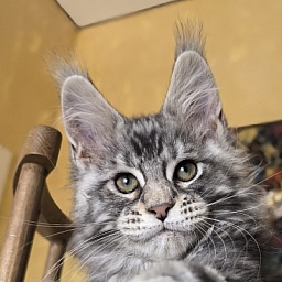 Voodoo  Akbars (Polydactyl)