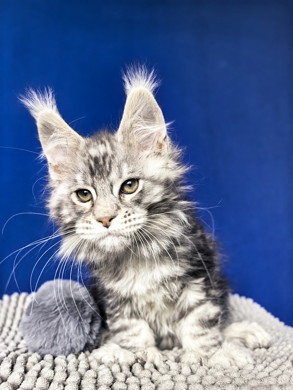 Voodoo  Akbars (Polydactyl) - Kitten maine-coon 2 months 1 week