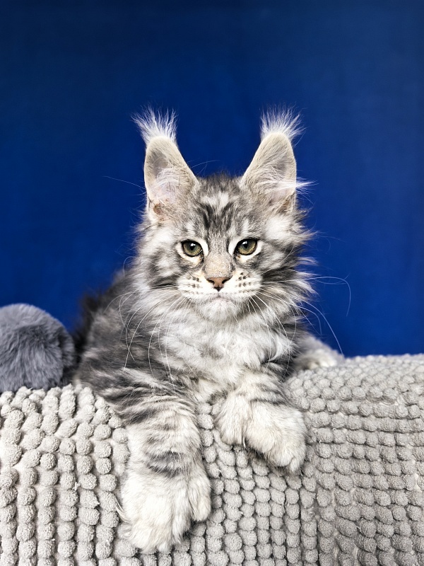 Voodoo  Akbars (Polydactyl) - Kitten maine-coon 2 months 1 week