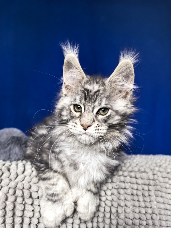 Voodoo  Akbars (Polydactyl) - Kitten maine-coon 2 months 1 week