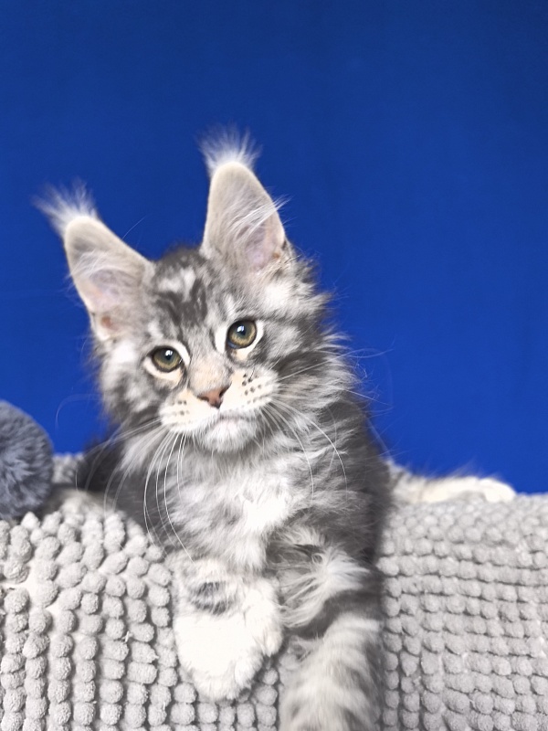 Voodoo  Akbars (Polydactyl) - Kitten maine-coon 2 months 1 week
