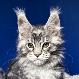 Voodoo  Akbars (Polydactyl)