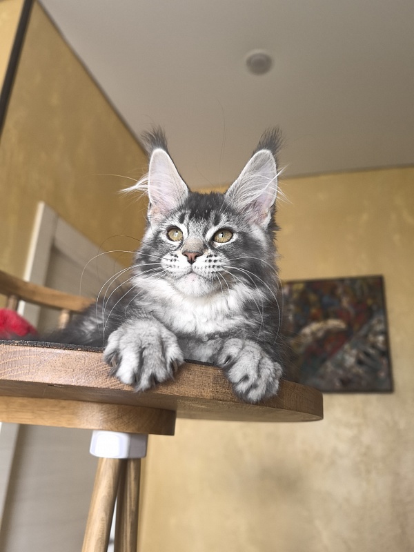 Willow Akbars - Kitten maine-coon 3 months