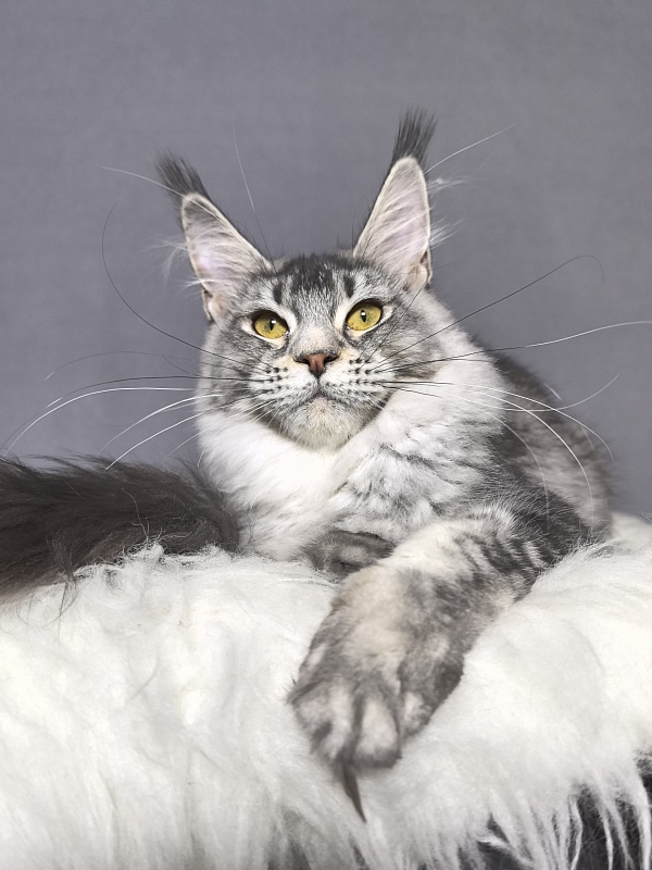 Willow Akbars - Kitten maine-coon 5 months 3.5 weeks
