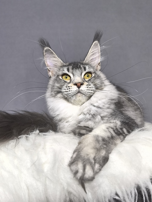 Willow Akbars - Kitten maine-coon 5 months 3.5 weeks