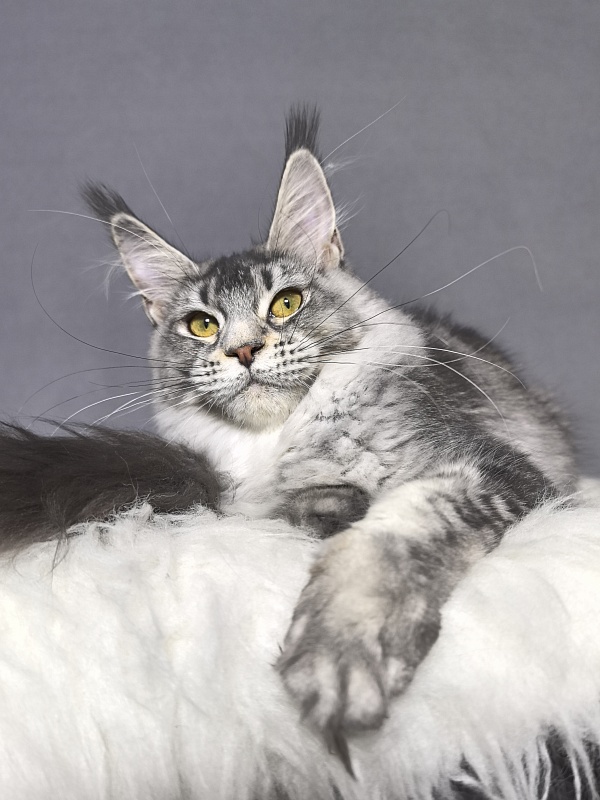 Willow Akbars - Kitten maine-coon 5 months 3.5 weeks