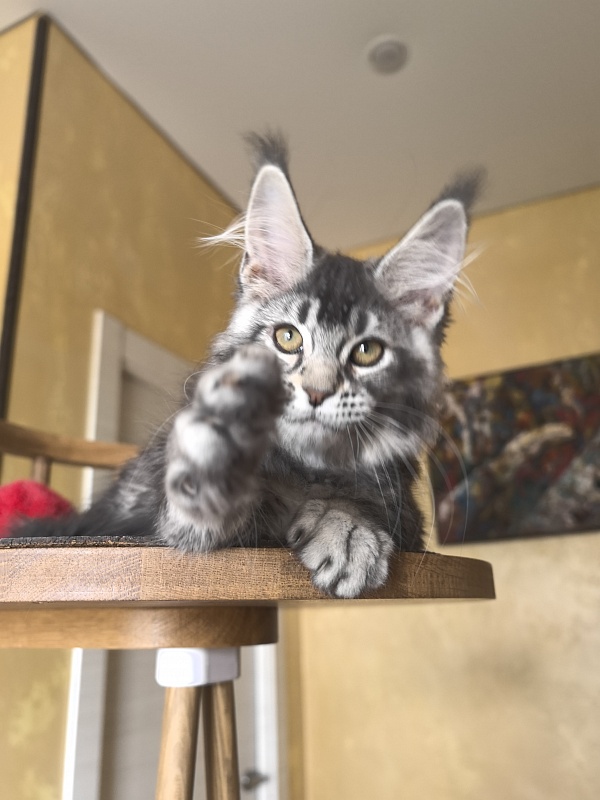 Willow Akbars - Kitten maine-coon 3 months