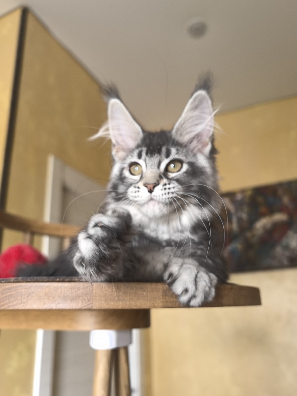 Willow Akbars - Kitten maine-coon 3 months