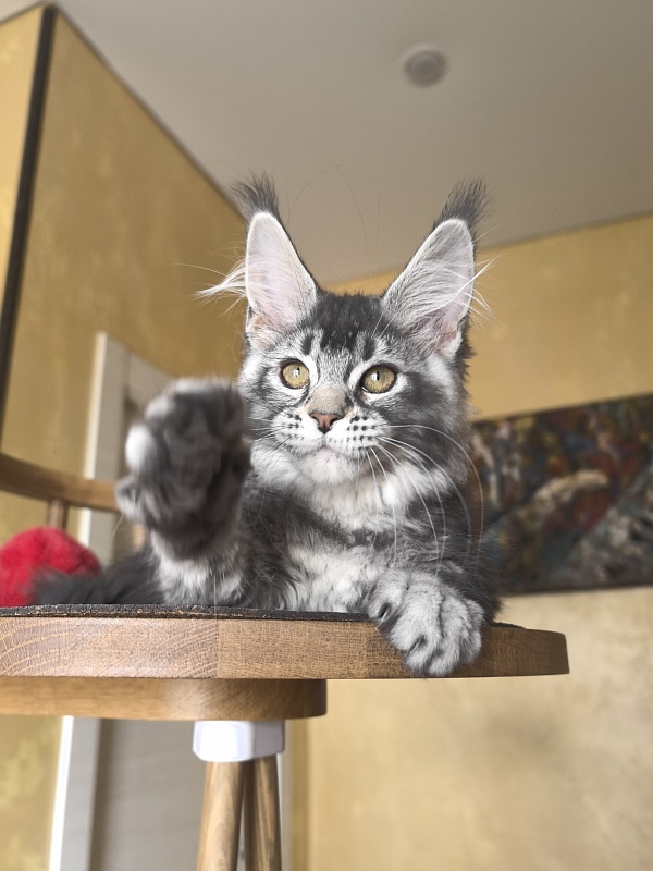 Willow Akbars - Kitten maine-coon 3 months