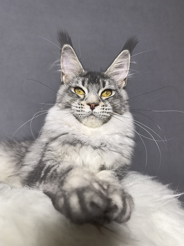 Willow Akbars - Kitten maine-coon 5 months 3.5 weeks