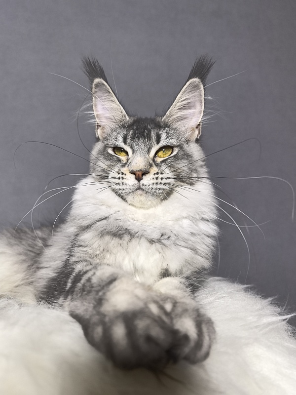 Willow Akbars - Kitten maine-coon 5 months 3.5 weeks
