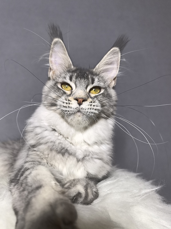 Willow Akbars - Kitten maine-coon 5 months 3.5 weeks
