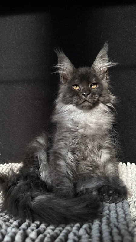 Wolf Ralph  Akbars - Kitten maine-coon 2 months 3 weeks