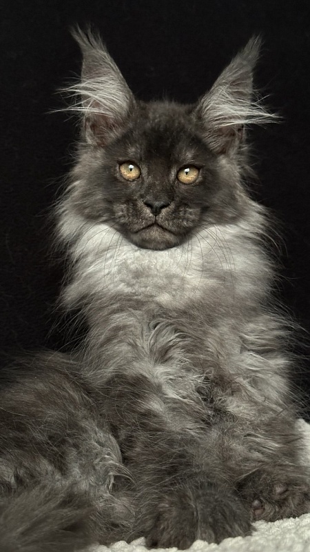 Wolf Ralph  Akbars - Kitten maine-coon 2 months 3 weeks