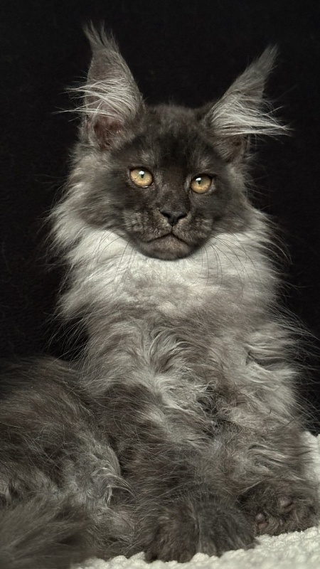 Wolf Ralph  Akbars - Kitten maine-coon 2 months 3 weeks