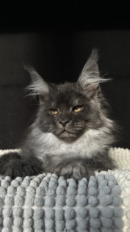 Wolf Ralph  Akbars - Kitten maine-coon 2 months 3 weeks
