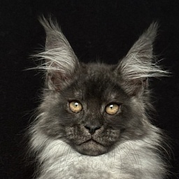 Wolf Ralph  Akbars