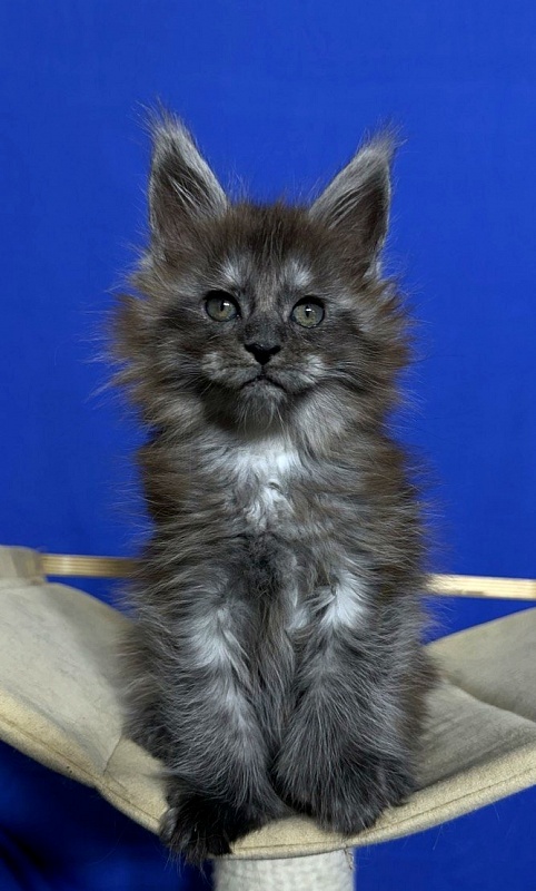Xabriela Akbars (polydactyl) - Kitten maine-coon 1 month 1 week