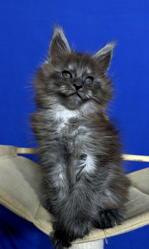 Xabriela Akbars (polydactyl) - Kitten maine-coon 1 month 1 week