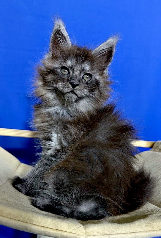 Xabriela Akbars (polydactyl) - Kitten maine-coon 1 month 1 week
