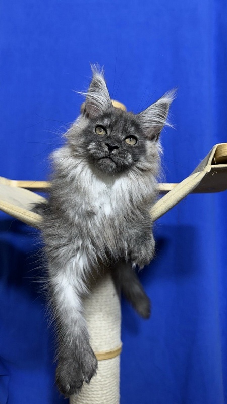 Xabriela Akbars (polydactyl) - Kitten maine-coon 2 months 2.5 weeks