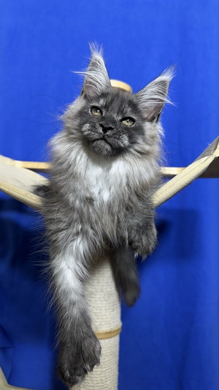 Xabriela Akbars (polydactyl) - Kitten maine-coon 2 months 2.5 weeks