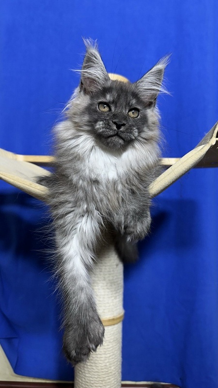 Xabriela Akbars (polydactyl) - Kitten maine-coon 2 months 2.5 weeks